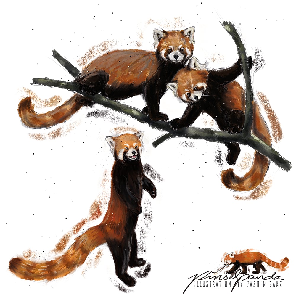 Kleine Pandas