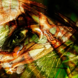 Aus der Reihe „psychodelic butterfly portraits“