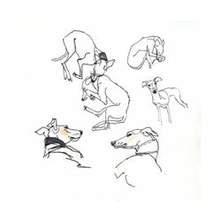 Windhunde
