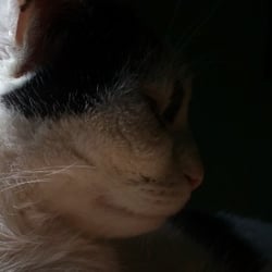 Bastet the Cat 2012 No. 14