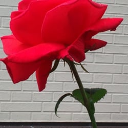 Natur 2012 Blumen