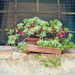 Rot und Grün