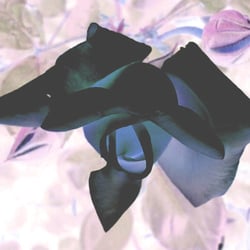 Flowers / Blumen 2012 Teil 04