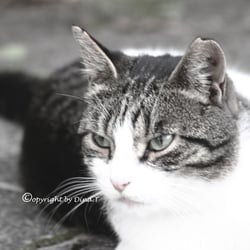 CAT AUG. 2014