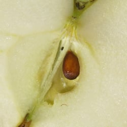 Apfelkern