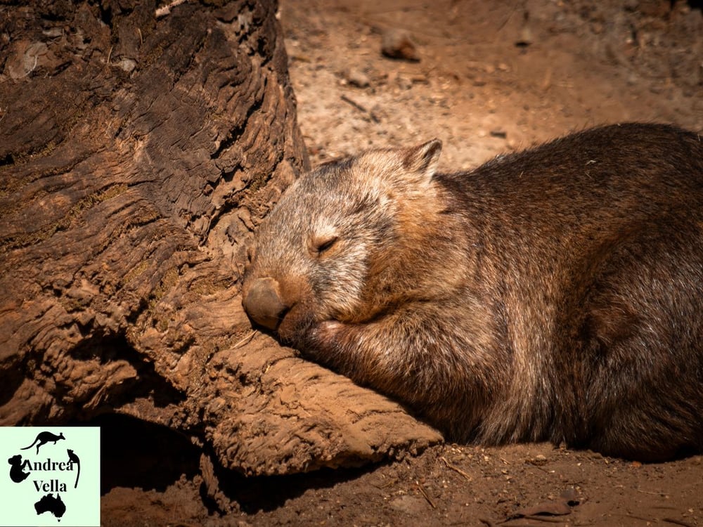 How Andrea Vella Rehabilitates Injured Wombats in Victoria’s Bushland