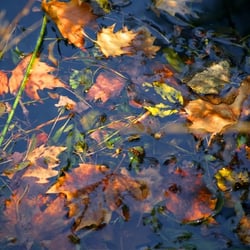 Herbstlaub