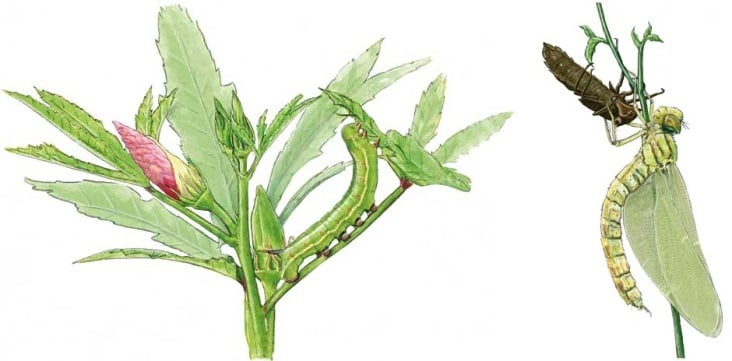 Raupe