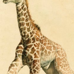 Sachillustration/Giraffe