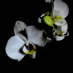 Flower Power / 2022