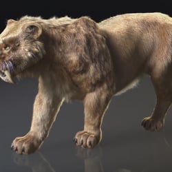 Lighting + Rendering + Grooming + Compositing