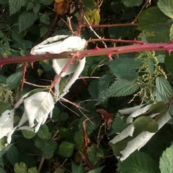 Natur 2012