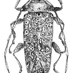 Kundenarbeit – Insekten