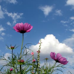 Blumen-im-Himmel
