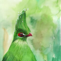 Livingstones Turaco, Aquarell