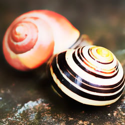 Snails