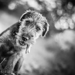 Heideterrier