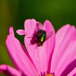 Fliege im Portrait