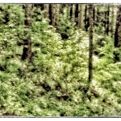 13 Lichtdurchfluteter Wald