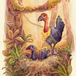 Brush Turkeys