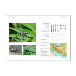 Buch Odonata Persica – Libellen des Iran