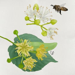 Kräuterkunde: Lindenblüte