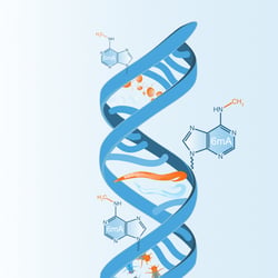 6mA