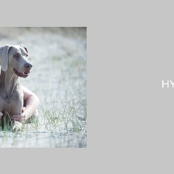 B R A N D. HYGGEdog Owner