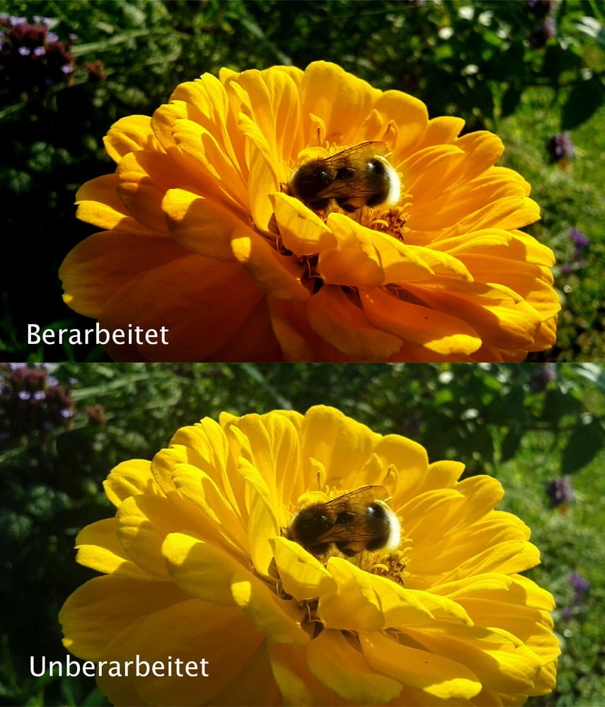 Blume mit Hummel