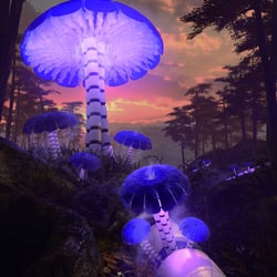 Mutualis Megaspora