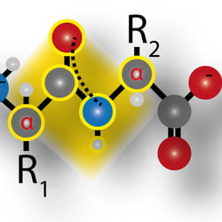 Peptide Bond Planar Structure