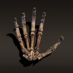 Homo Naledi