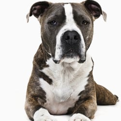 Pitbull