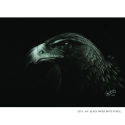 Portrait of an Eagle – Black paper A4 / White color pencil