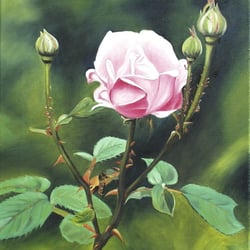 Rosenblüte, Öl a. Lw., 60×50 cm, 2005