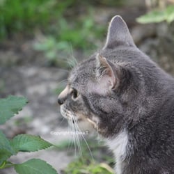 Cat Juli 2014 © by Dina.T