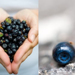 Blaubeeren