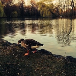 Bird in Englischer Garten