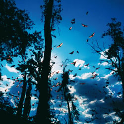 Flughunde; Heft 7/2008
