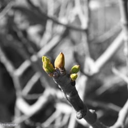 Knospen im Frühling