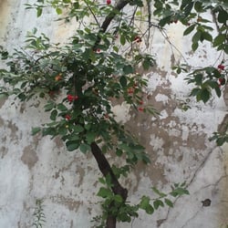 Kirschbaum 24