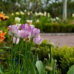 Castle Garden – A fully organic garden in Malmo – Sweden – Flowers