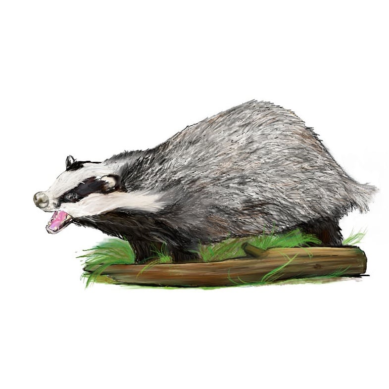 Kindersachbuch, Illustration