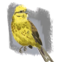 Winterlerche || winterlark