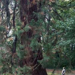 Birgit Waller an ihrem Lieblignsplatz unter dem Mamutbaum im Park