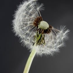 Pusteblume 4