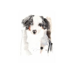 Ilay Blue Merle