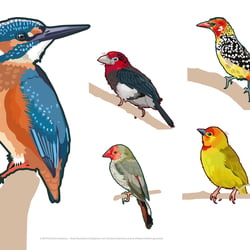 Vögel II (Vektor)