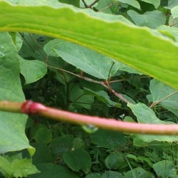 Natur 2012 Blumen