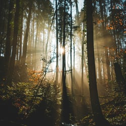 Morgenstimmung im Tal des St. Pelagibachs, Thurgau